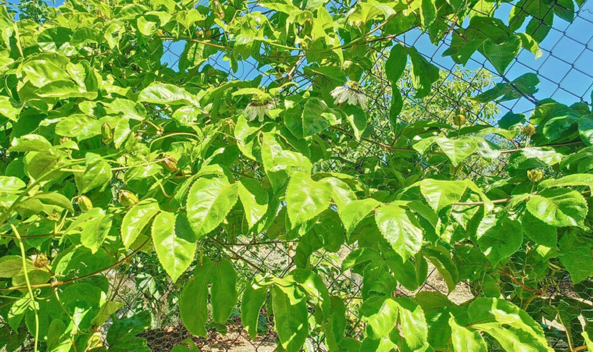 Resale - House -
Vélez-Málaga