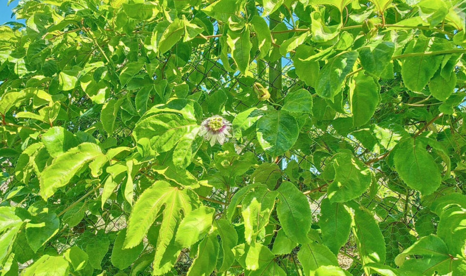 Resale - House -
Vélez-Málaga