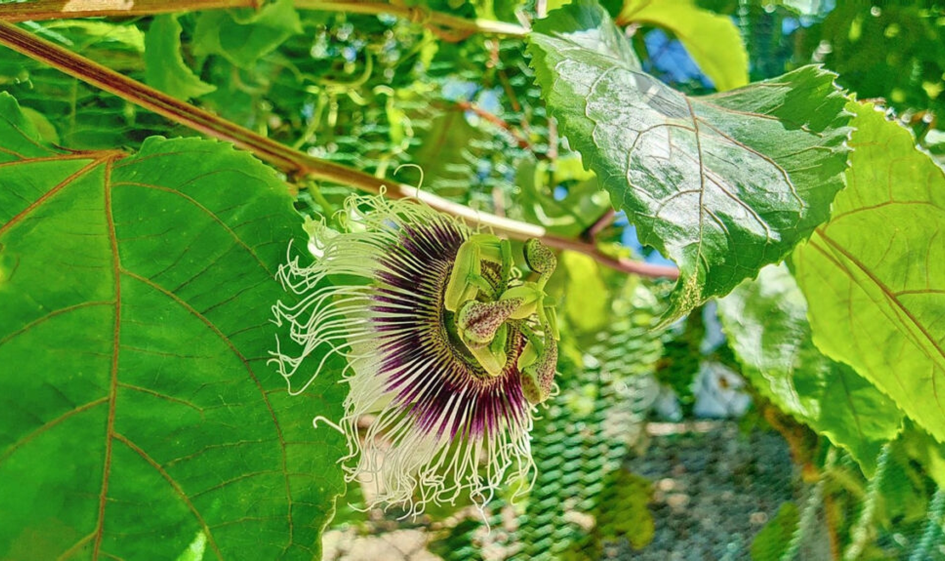 Resale - House -
Vélez-Málaga