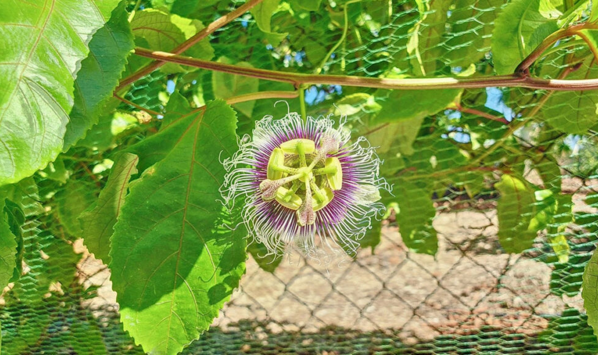 Resale - House -
Vélez-Málaga