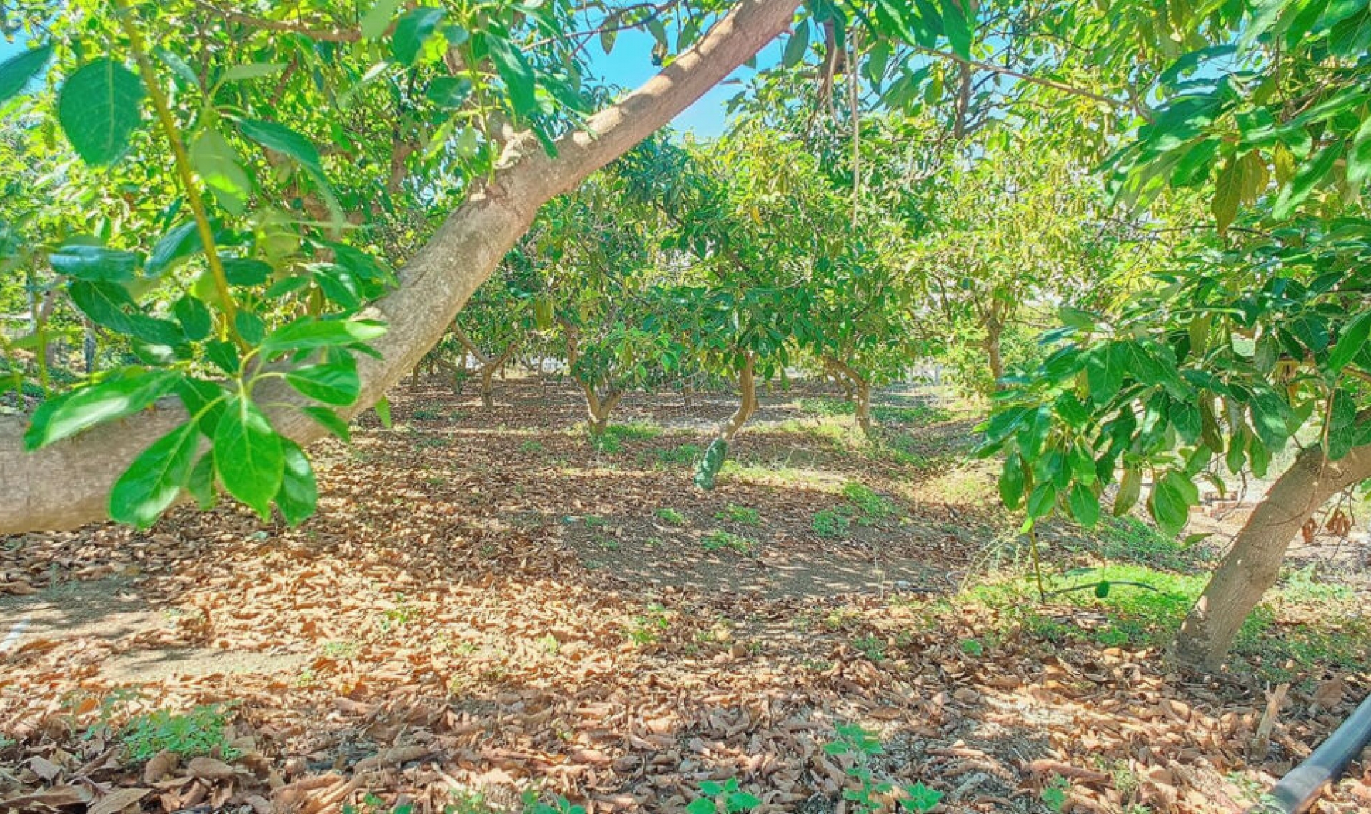 Resale - House -
Vélez-Málaga