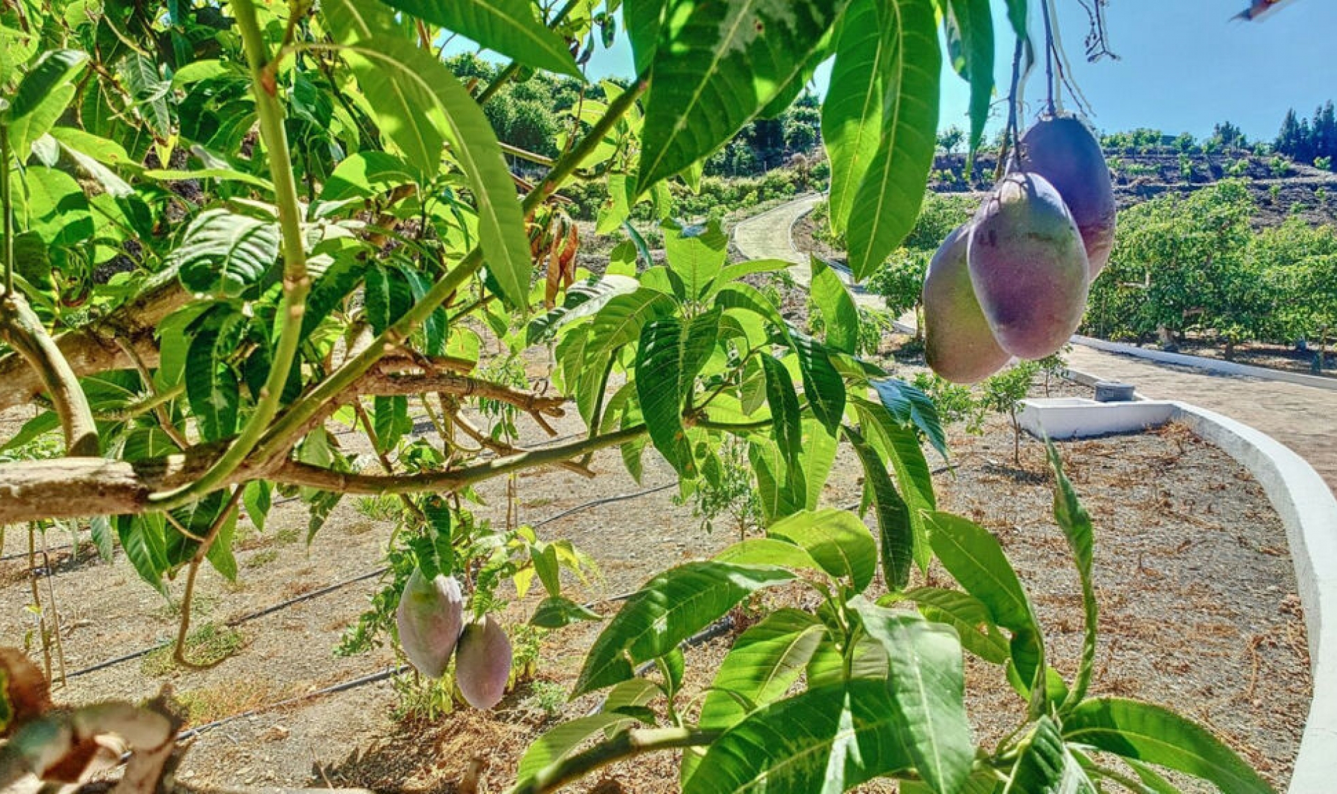 Resale - House -
Vélez-Málaga