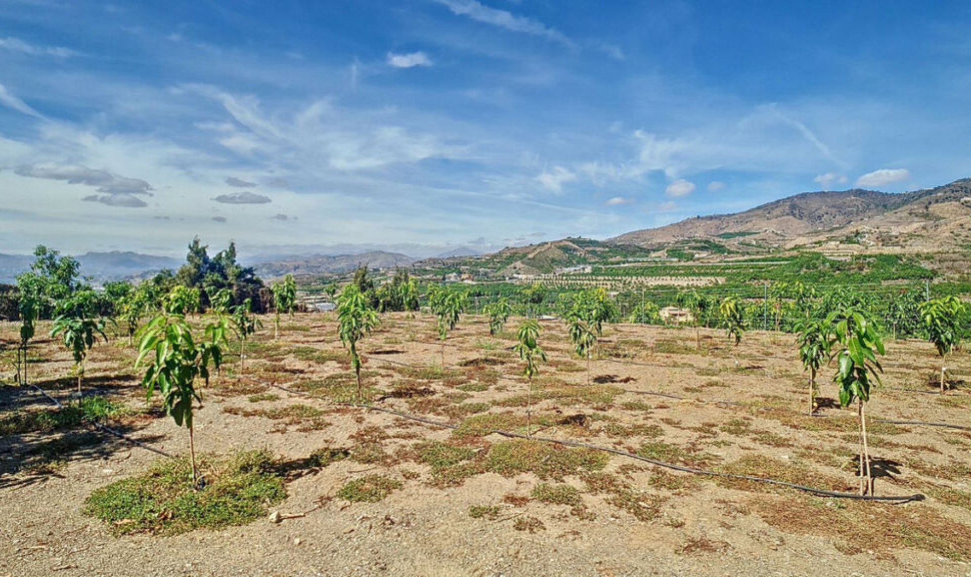 Resale - House -
Vélez-Málaga